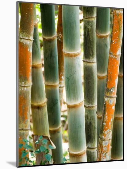 Bamboo, Doi Suthep, Thailand-Kristin Piljay-Mounted Photographic Print