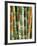 Bamboo, Doi Suthep, Thailand-Kristin Piljay-Framed Photographic Print