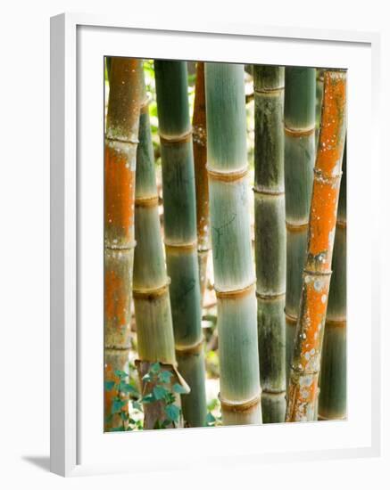 Bamboo, Doi Suthep, Thailand-Kristin Piljay-Framed Photographic Print