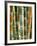 Bamboo, Doi Suthep, Thailand-Kristin Piljay-Framed Photographic Print