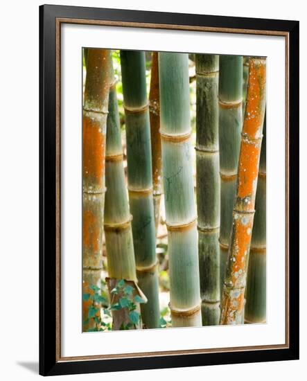Bamboo, Doi Suthep, Thailand-Kristin Piljay-Framed Photographic Print
