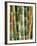 Bamboo, Doi Suthep, Thailand-Kristin Piljay-Framed Photographic Print