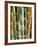 Bamboo, Doi Suthep, Thailand-Kristin Piljay-Framed Photographic Print