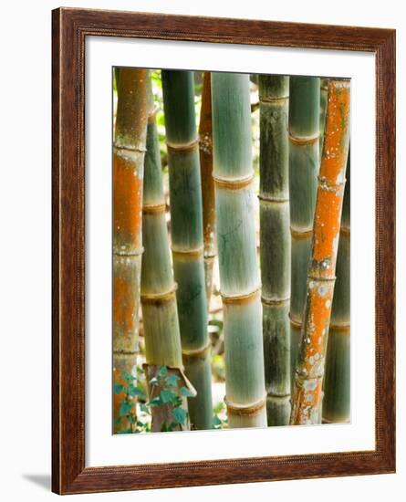 Bamboo, Doi Suthep, Thailand-Kristin Piljay-Framed Photographic Print