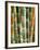 Bamboo, Doi Suthep, Thailand-Kristin Piljay-Framed Photographic Print