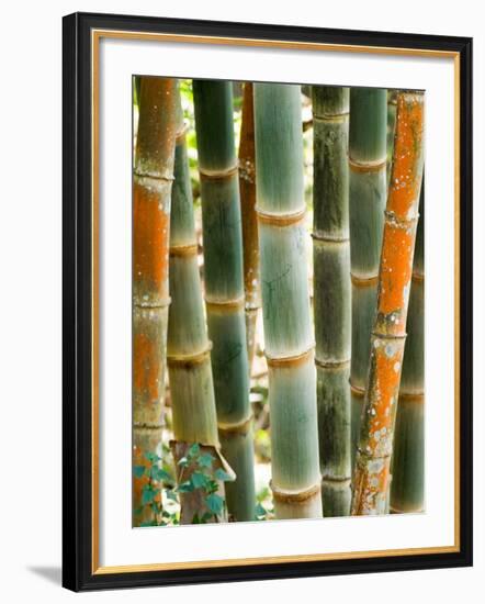 Bamboo, Doi Suthep, Thailand-Kristin Piljay-Framed Photographic Print