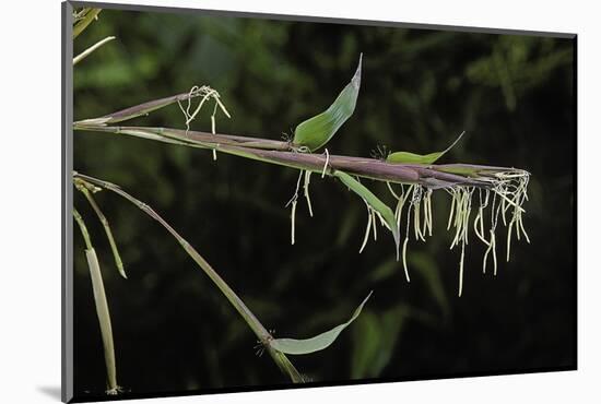 Bamboo Flower-Paul Starosta-Mounted Photographic Print