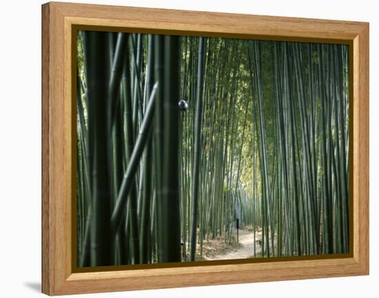 Bamboo Forest, Ginkakuji Temple, Kyoto, Japan-null-Framed Premier Image Canvas