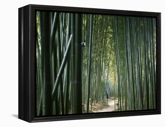 Bamboo Forest, Ginkakuji Temple, Kyoto, Japan-null-Framed Premier Image Canvas