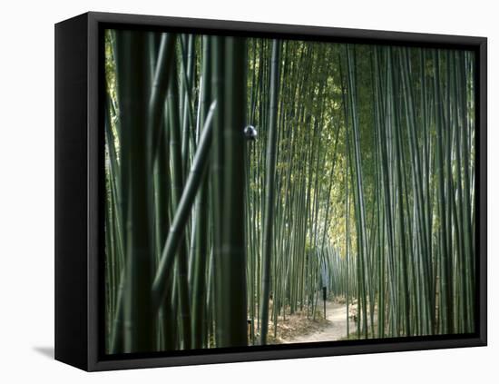 Bamboo Forest, Ginkakuji Temple, Kyoto, Japan-null-Framed Premier Image Canvas