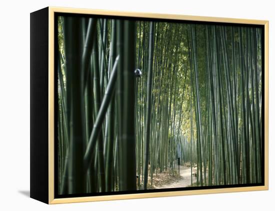 Bamboo Forest, Ginkakuji Temple, Kyoto, Japan-null-Framed Premier Image Canvas