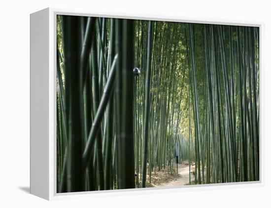 Bamboo Forest, Ginkakuji Temple, Kyoto, Japan-null-Framed Premier Image Canvas