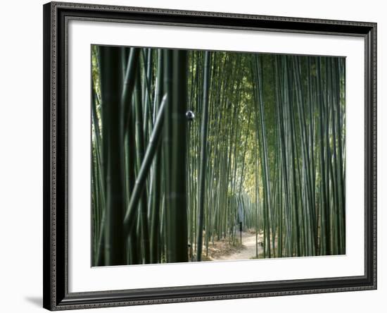 Bamboo Forest, Ginkakuji Temple, Kyoto, Japan-null-Framed Photographic Print