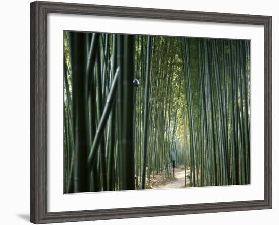 Bamboo Forest, Ginkakuji Temple, Kyoto, Japan-null-Framed Photographic Print