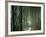 Bamboo Forest, Ginkakuji Temple, Kyoto, Japan-null-Framed Photographic Print