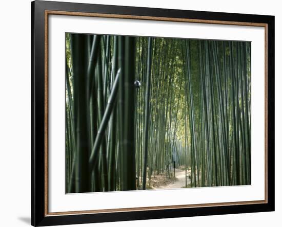 Bamboo Forest, Ginkakuji Temple, Kyoto, Japan-null-Framed Photographic Print