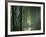 Bamboo Forest, Ginkakuji Temple, Kyoto, Japan-null-Framed Photographic Print