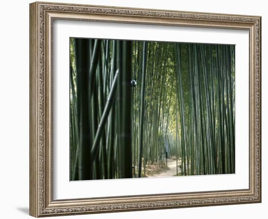 Bamboo Forest, Ginkakuji Temple, Kyoto, Japan-null-Framed Photographic Print