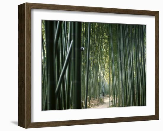 Bamboo Forest, Ginkakuji Temple, Kyoto, Japan-null-Framed Photographic Print