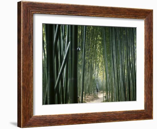 Bamboo Forest, Ginkakuji Temple, Kyoto, Japan-null-Framed Photographic Print