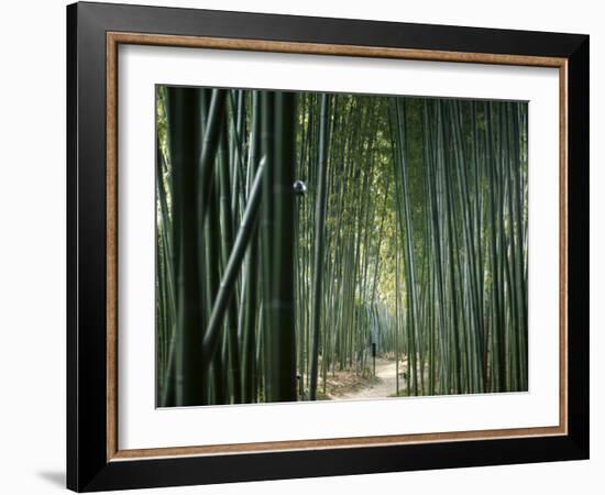 Bamboo Forest, Ginkakuji Temple, Kyoto, Japan-null-Framed Photographic Print