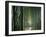 Bamboo Forest, Ginkakuji Temple, Kyoto, Japan-null-Framed Photographic Print
