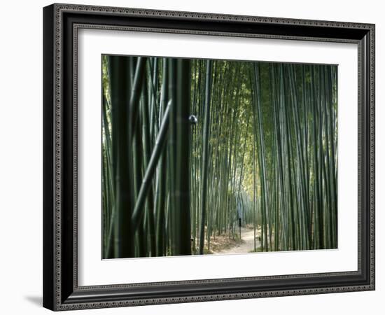 Bamboo Forest, Ginkakuji Temple, Kyoto, Japan-null-Framed Photographic Print