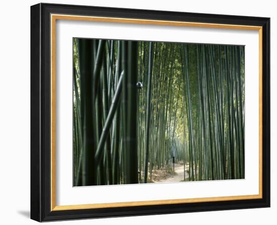 Bamboo Forest, Ginkakuji Temple, Kyoto, Japan-null-Framed Photographic Print