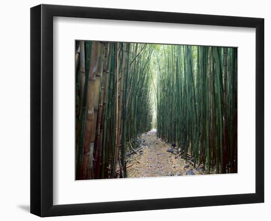 Bamboo Forest, Haleakala National Park, Maui-Stuart Westmorland-Framed Photographic Print