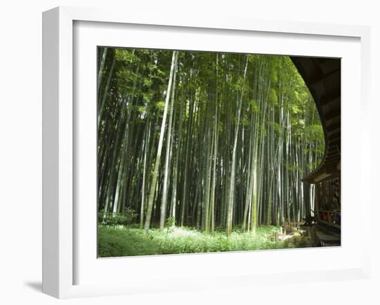 Bamboo Forest, Hokokuji Temple Garden, Kamakura, Kanagawa Prefecture, Japan-Christian Kober-Framed Photographic Print