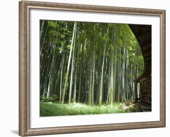 Bamboo Forest, Hokokuji Temple Garden, Kamakura, Kanagawa Prefecture, Japan-Christian Kober-Framed Photographic Print