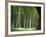 Bamboo Forest, Hokokuji Temple Garden, Kamakura, Kanagawa Prefecture, Japan-Christian Kober-Framed Photographic Print