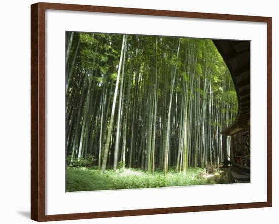 Bamboo Forest, Hokokuji Temple Garden, Kamakura, Kanagawa Prefecture, Japan-Christian Kober-Framed Photographic Print