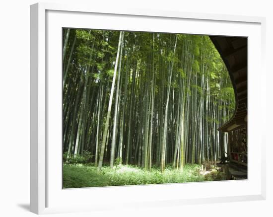 Bamboo Forest, Hokokuji Temple Garden, Kamakura, Kanagawa Prefecture, Japan-Christian Kober-Framed Photographic Print