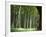 Bamboo Forest, Hokokuji Temple Garden, Kamakura, Kanagawa Prefecture, Japan-Christian Kober-Framed Photographic Print