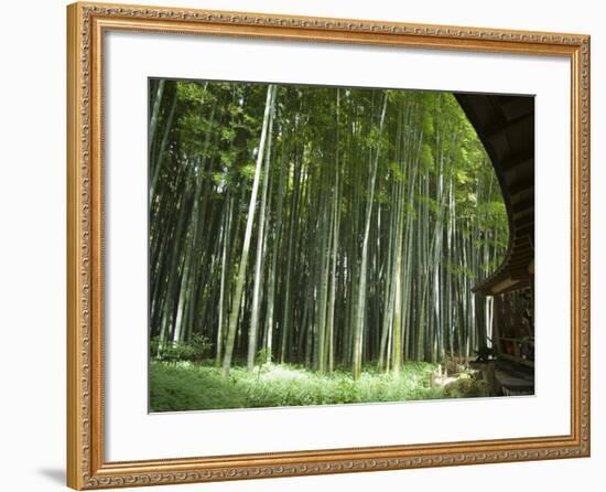 Bamboo Forest, Hokokuji Temple Garden, Kamakura, Kanagawa Prefecture, Japan-Christian Kober-Framed Photographic Print