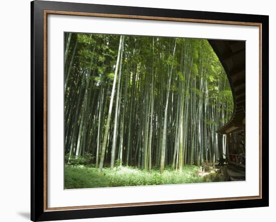 Bamboo Forest, Hokokuji Temple Garden, Kamakura, Kanagawa Prefecture, Japan-Christian Kober-Framed Photographic Print