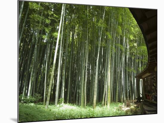 Bamboo Forest, Hokokuji Temple Garden, Kamakura, Kanagawa Prefecture, Japan-Christian Kober-Mounted Photographic Print