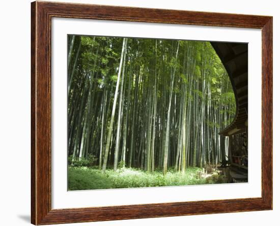 Bamboo Forest, Hokokuji Temple Garden, Kamakura, Kanagawa Prefecture, Japan-Christian Kober-Framed Photographic Print