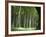 Bamboo Forest, Hokokuji Temple Garden, Kamakura, Kanagawa Prefecture, Japan-Christian Kober-Framed Photographic Print