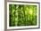 Bamboo Forest I-Kuma-Framed Art Print