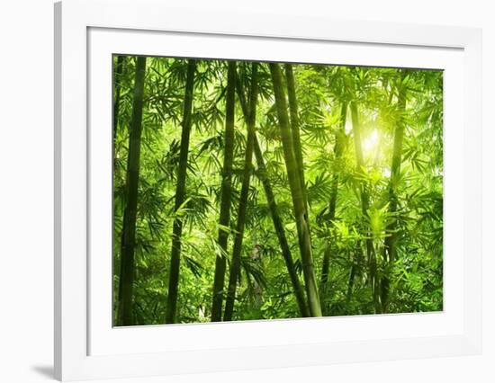 Bamboo Forest I-Kuma-Framed Art Print