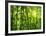 Bamboo Forest I-Kuma-Framed Art Print