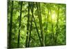 Bamboo Forest I-Kuma-Mounted Art Print