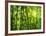 Bamboo Forest I-Kuma-Framed Art Print