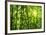 Bamboo Forest I-Kuma-Framed Art Print