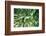 Bamboo Forest in Japan-StockByM-Framed Photographic Print