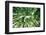 Bamboo Forest in Japan-StockByM-Framed Photographic Print