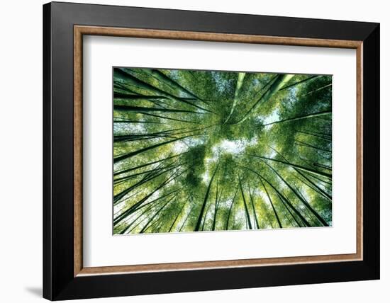 Bamboo Forest in Japan-StockByM-Framed Photographic Print