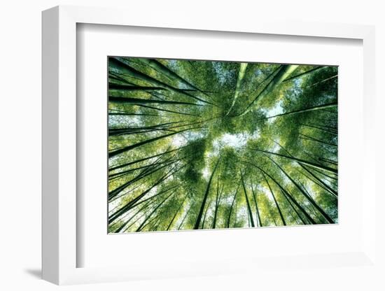 Bamboo Forest in Japan-StockByM-Framed Photographic Print